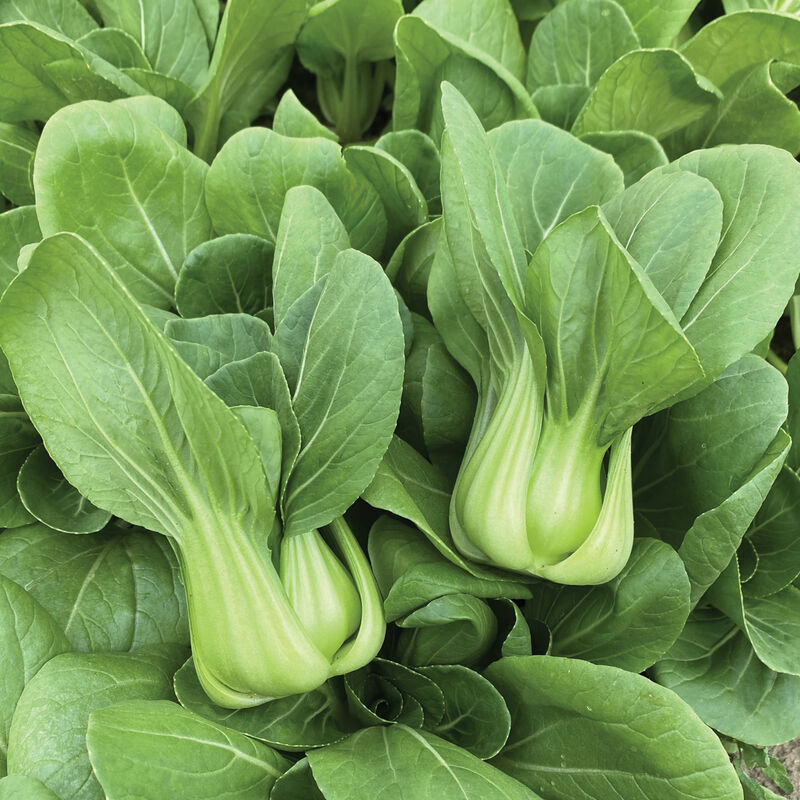 Organic Pac Choi (case of 24)