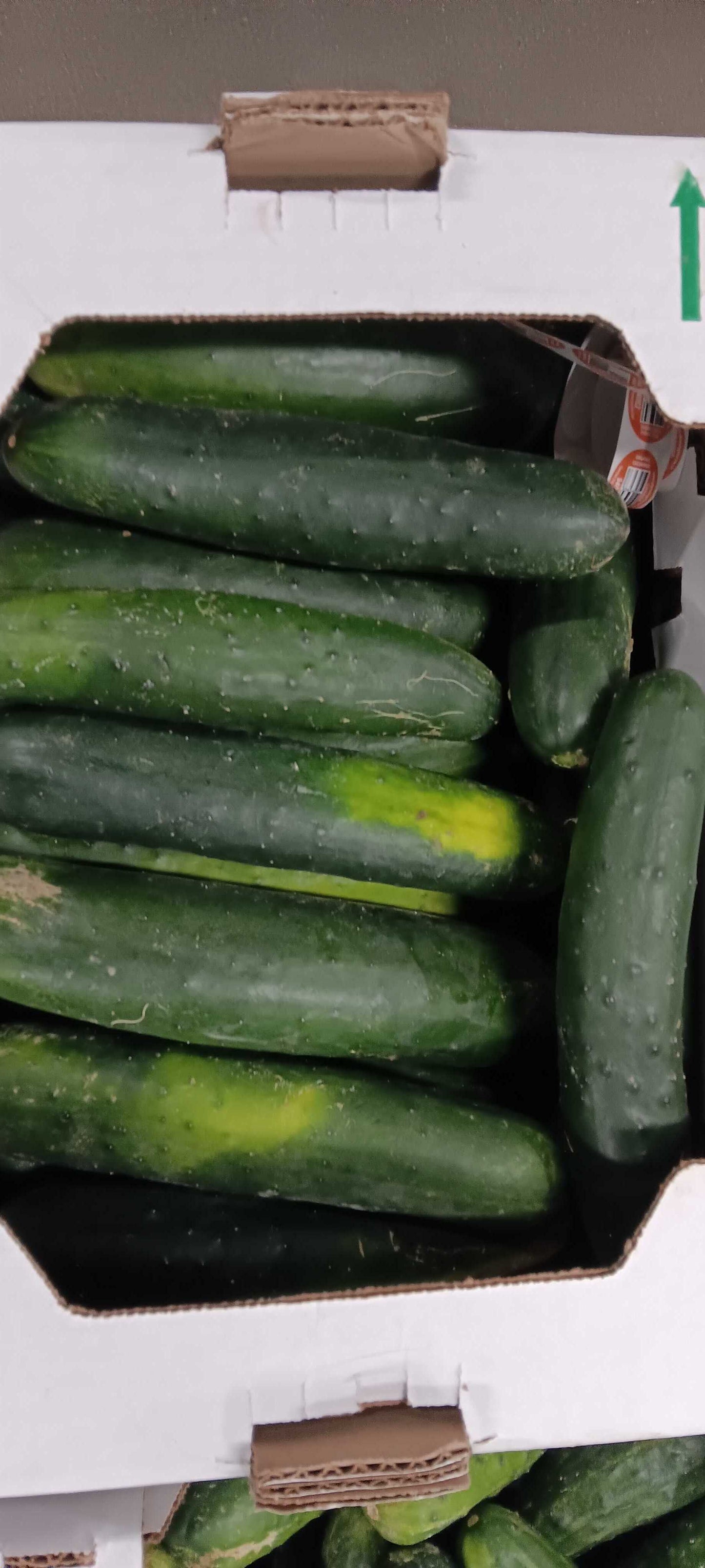 Field Cucumbers