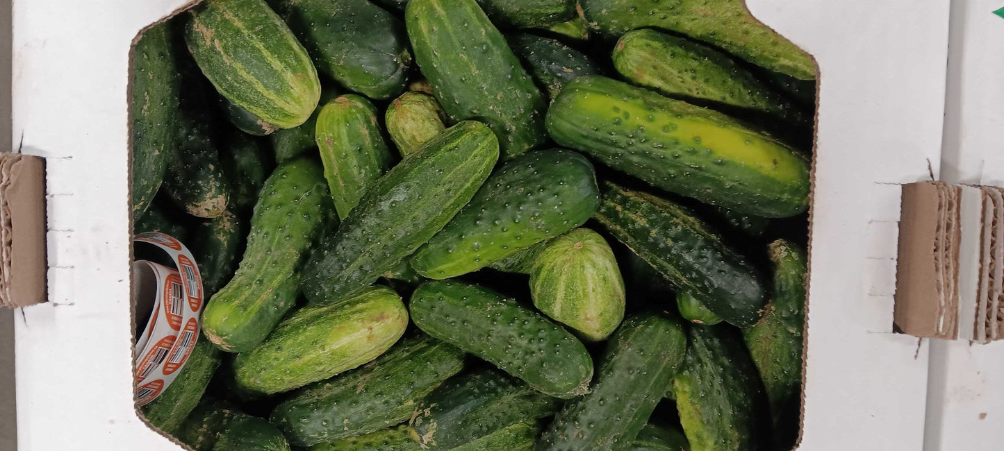 Pickling Cucumbers