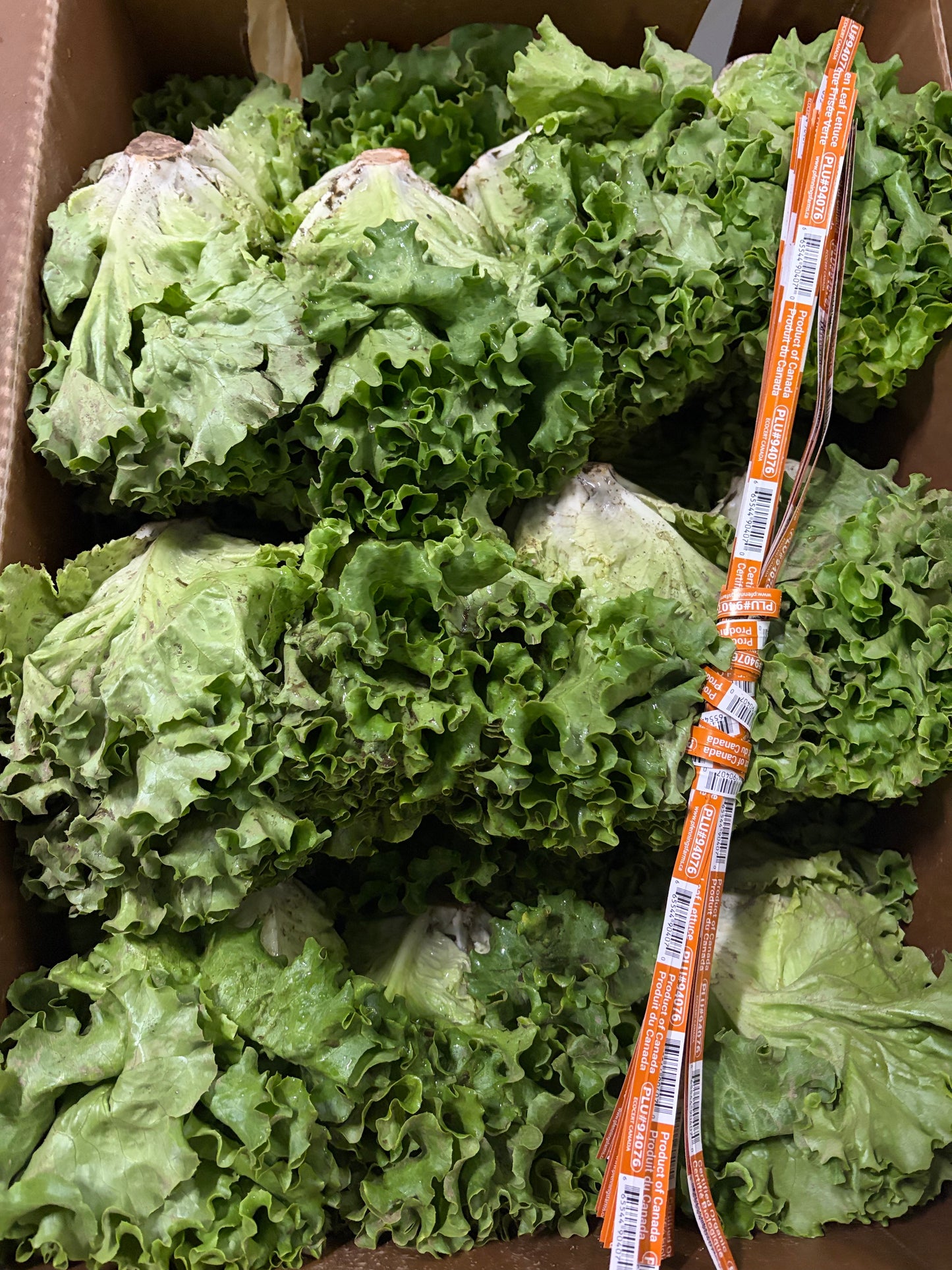Green Leaf Lettuce