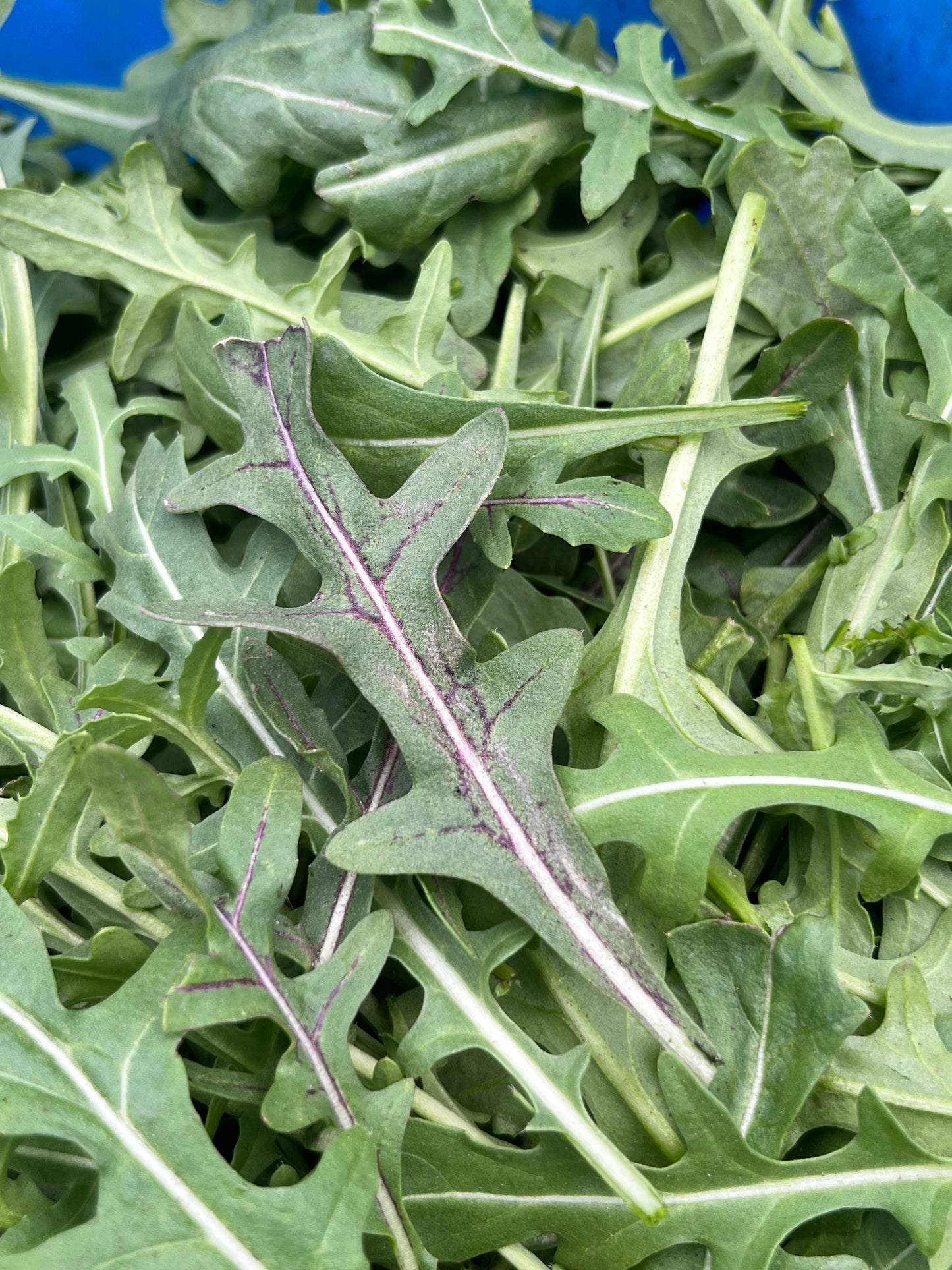 Baby Arugula