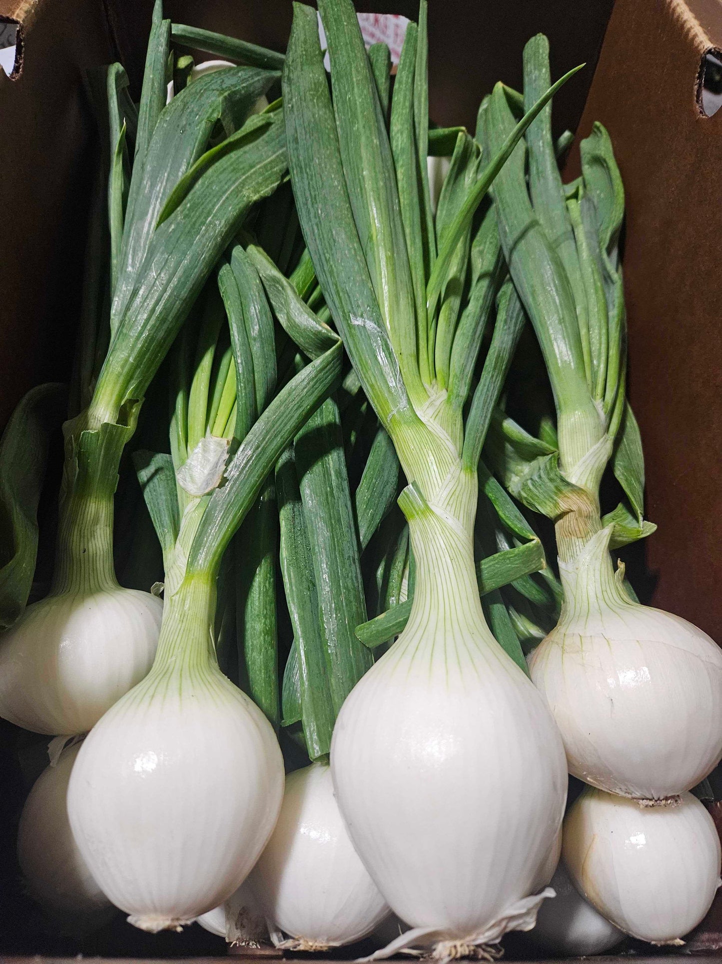 Fresh White Onions with Tops