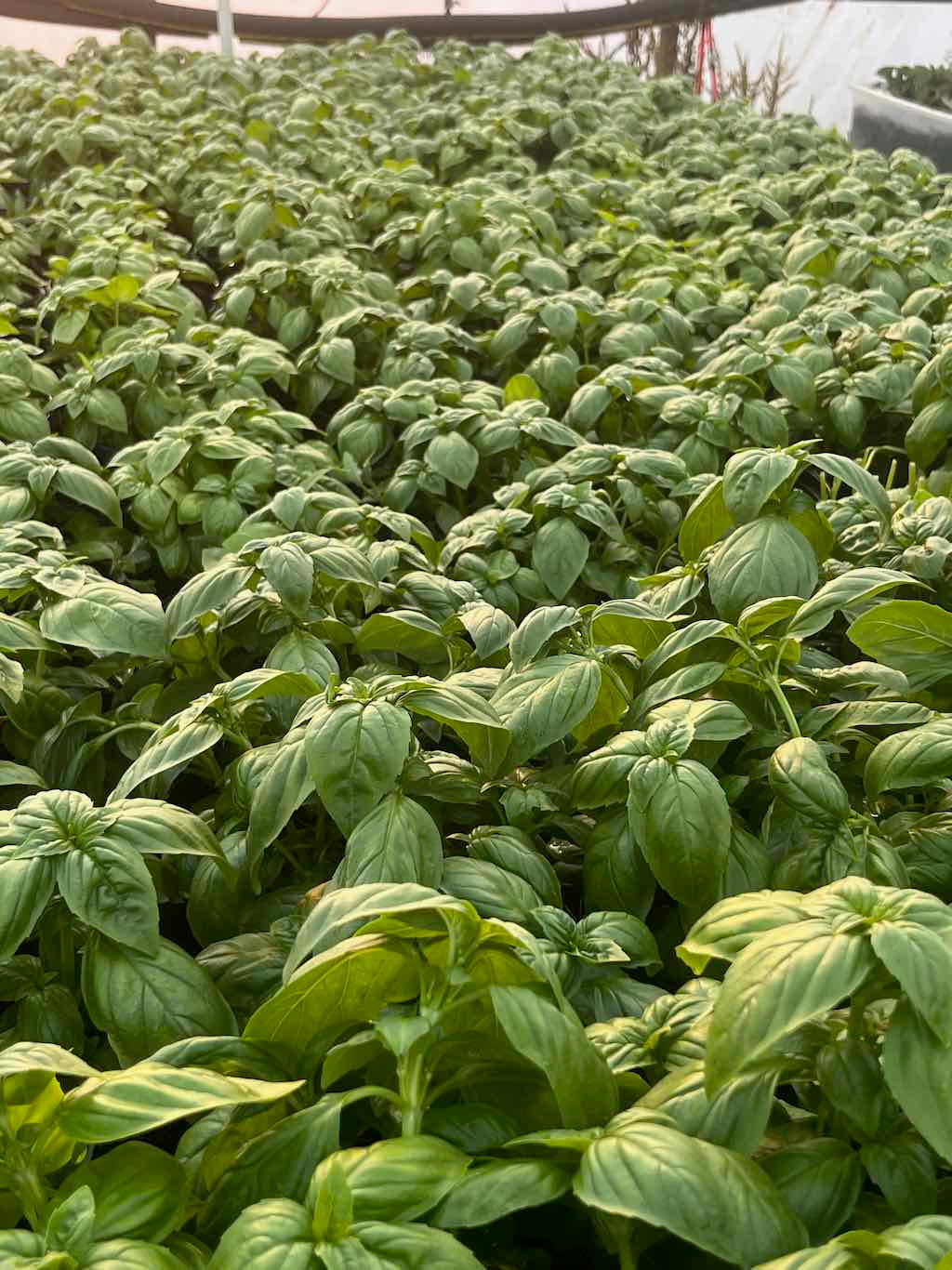 Basil