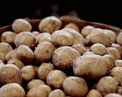 Mini Russet Potatoes