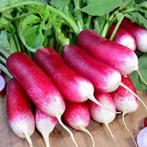 French Breakfast Radishes