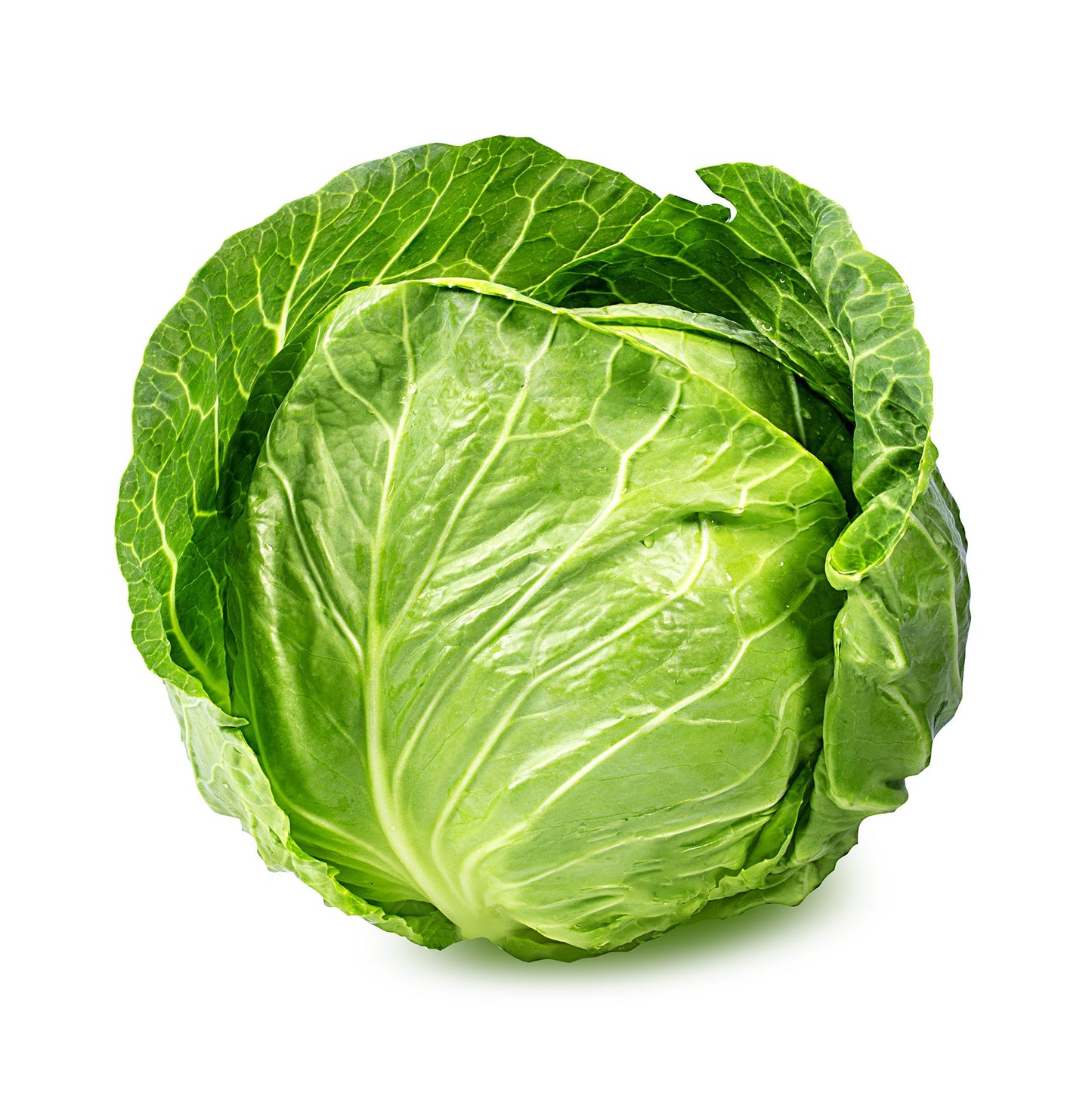 Large White Cabbage