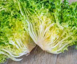 Frisse Chicory