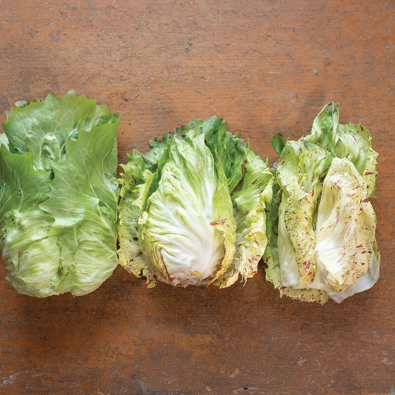 Radicchio Chicory