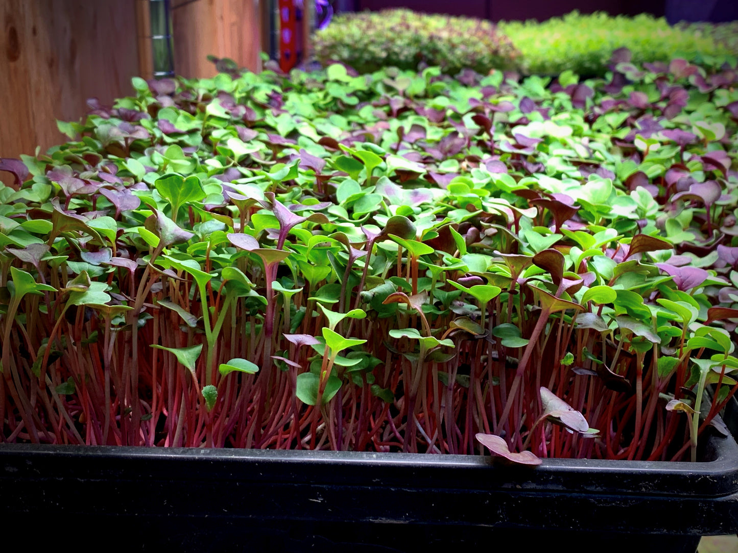 Confetti Mix Microgreens (3 Pack)