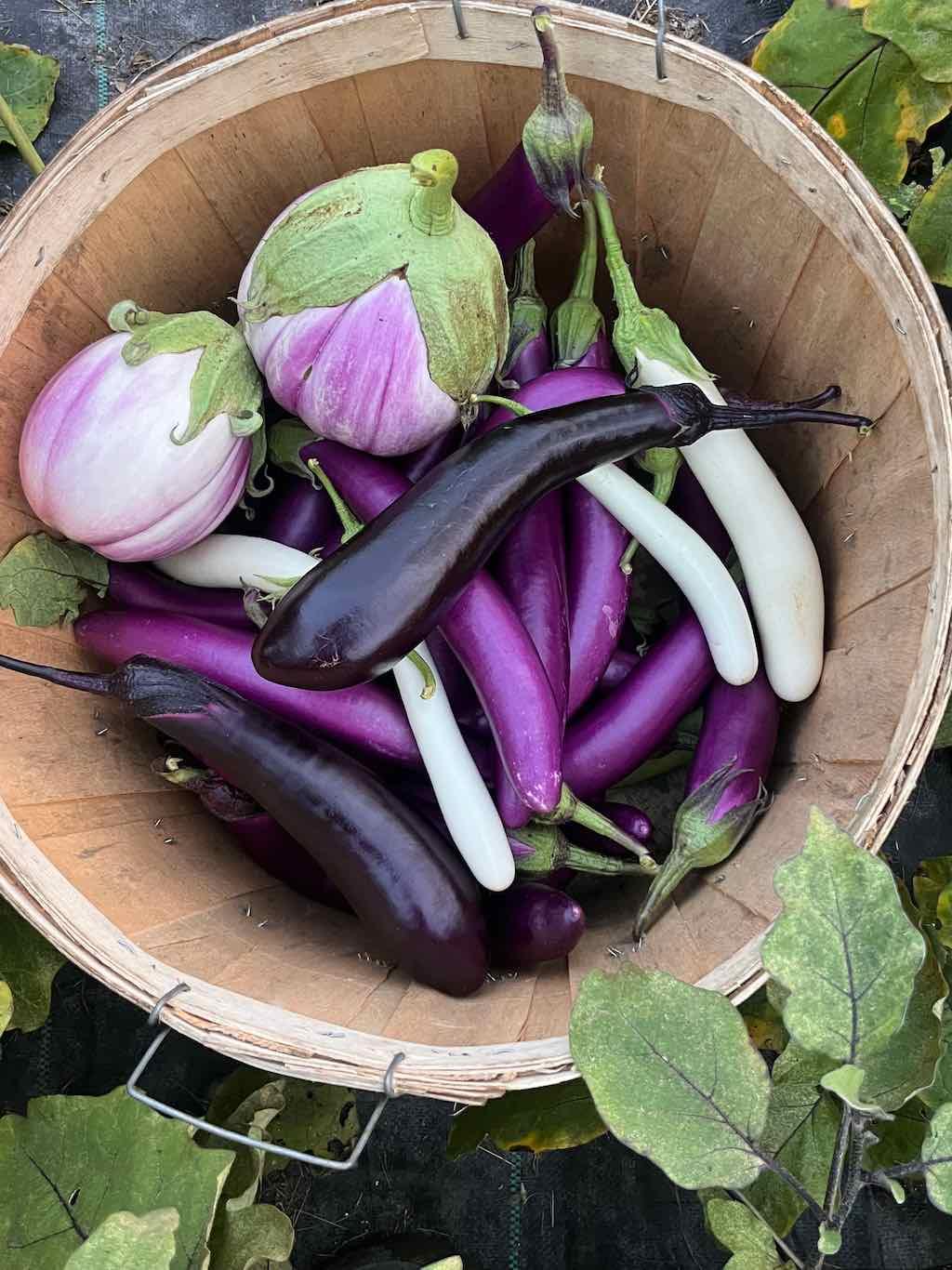 Mixed Eggplant