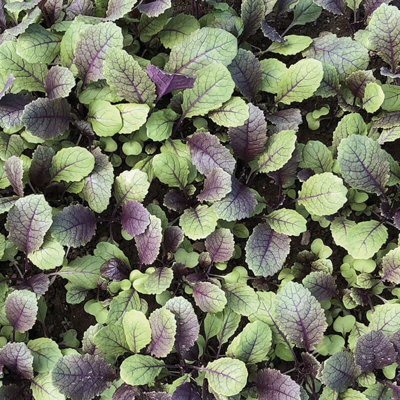 Baby Ethiopian Kale Mix