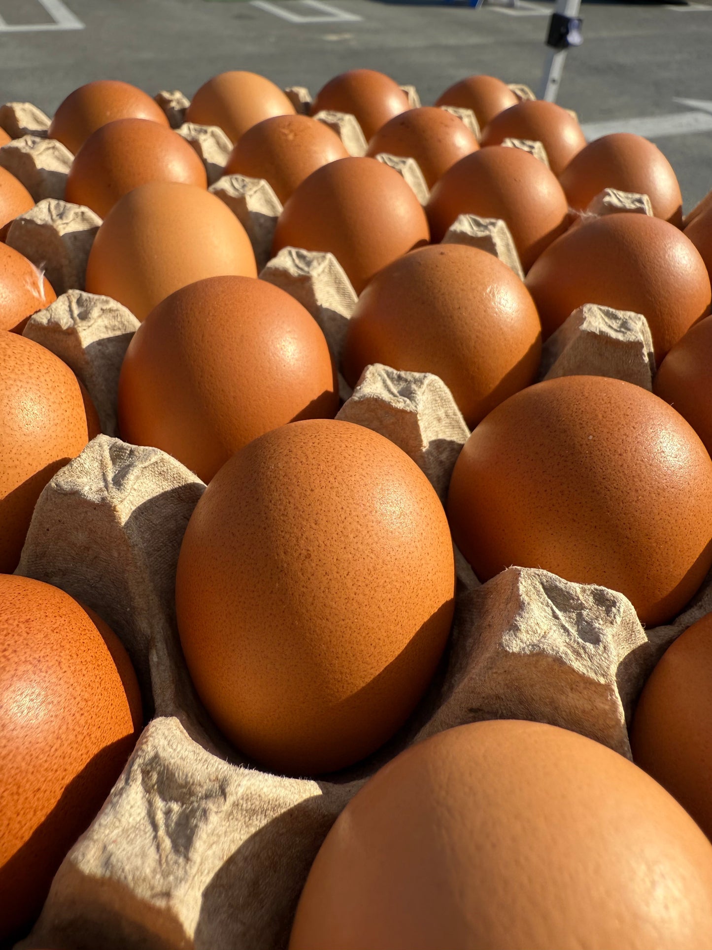 Case of Free Range eggs- small