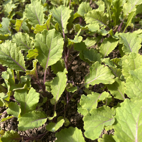 Baby Unicorn Kale