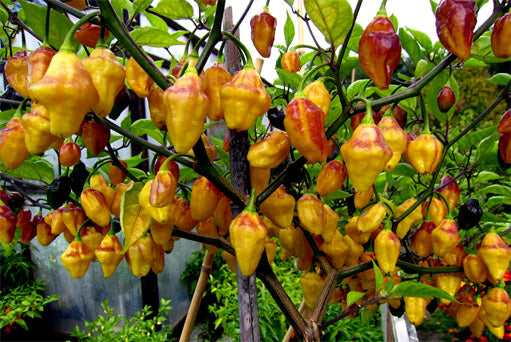 Puerto Rican Yellow Peppers