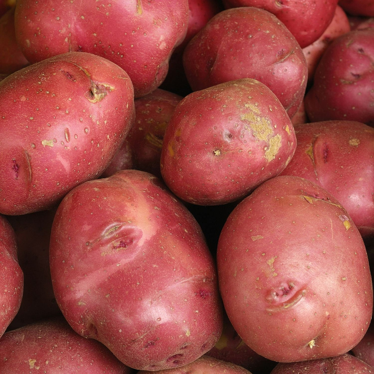 Medium Red Potatoes