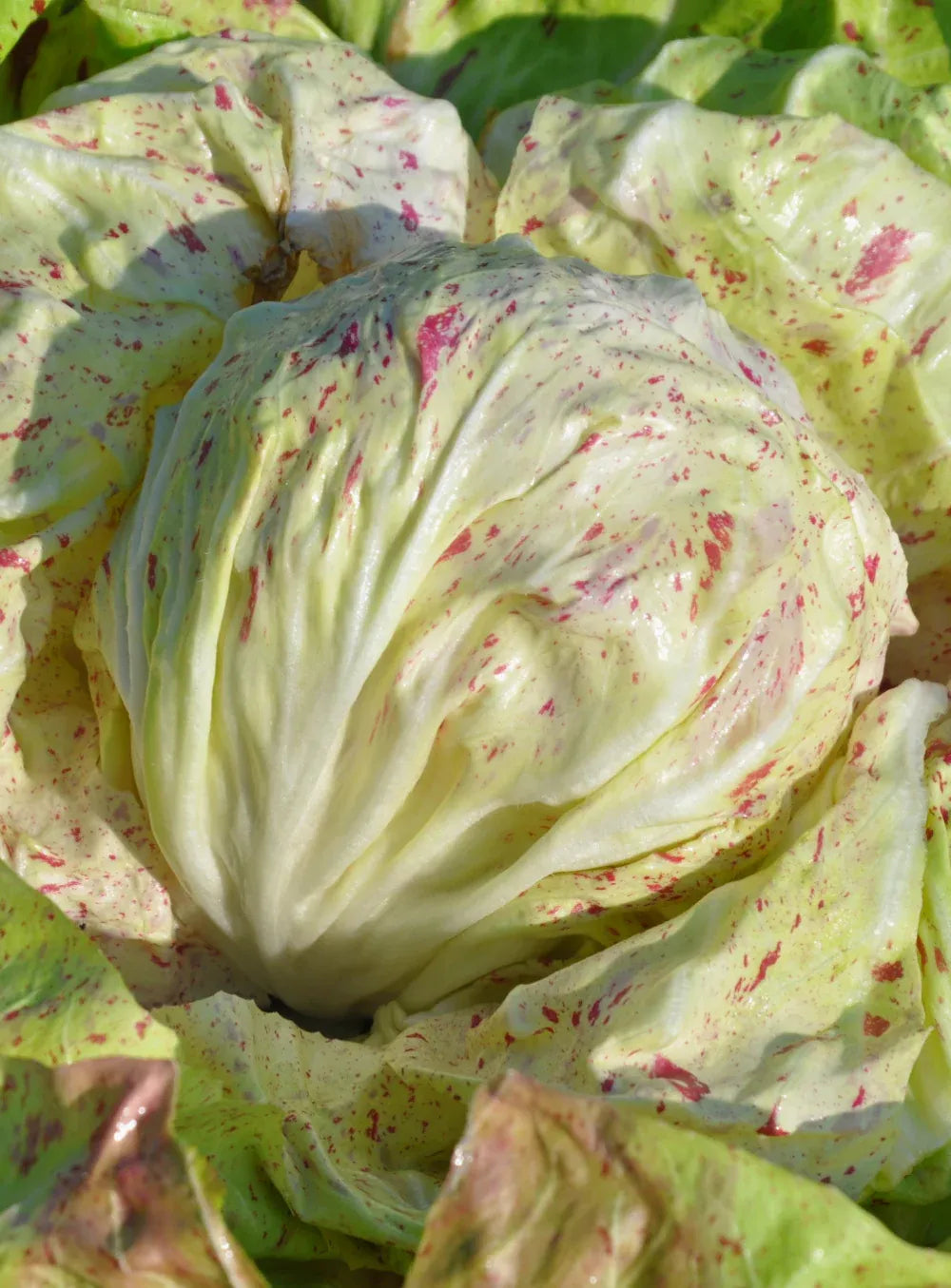 Variegato di Lusia
