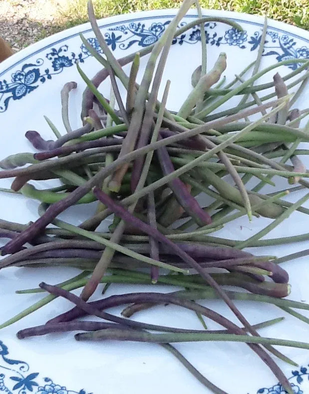 Podded Rat Tail Radish
