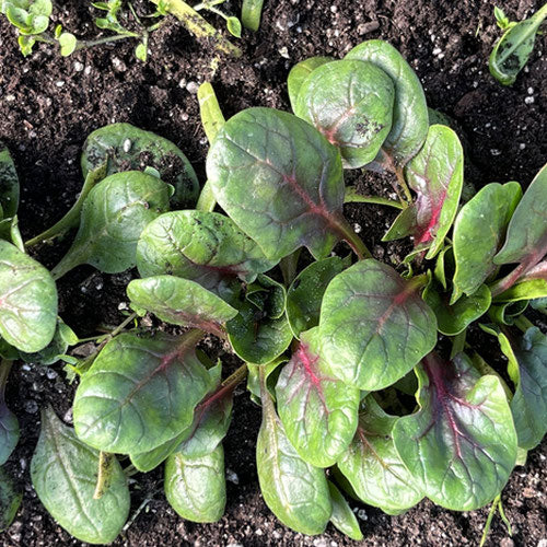 Baby Red Kitten Spinach
