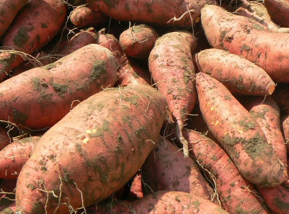 Sweet Potatoes