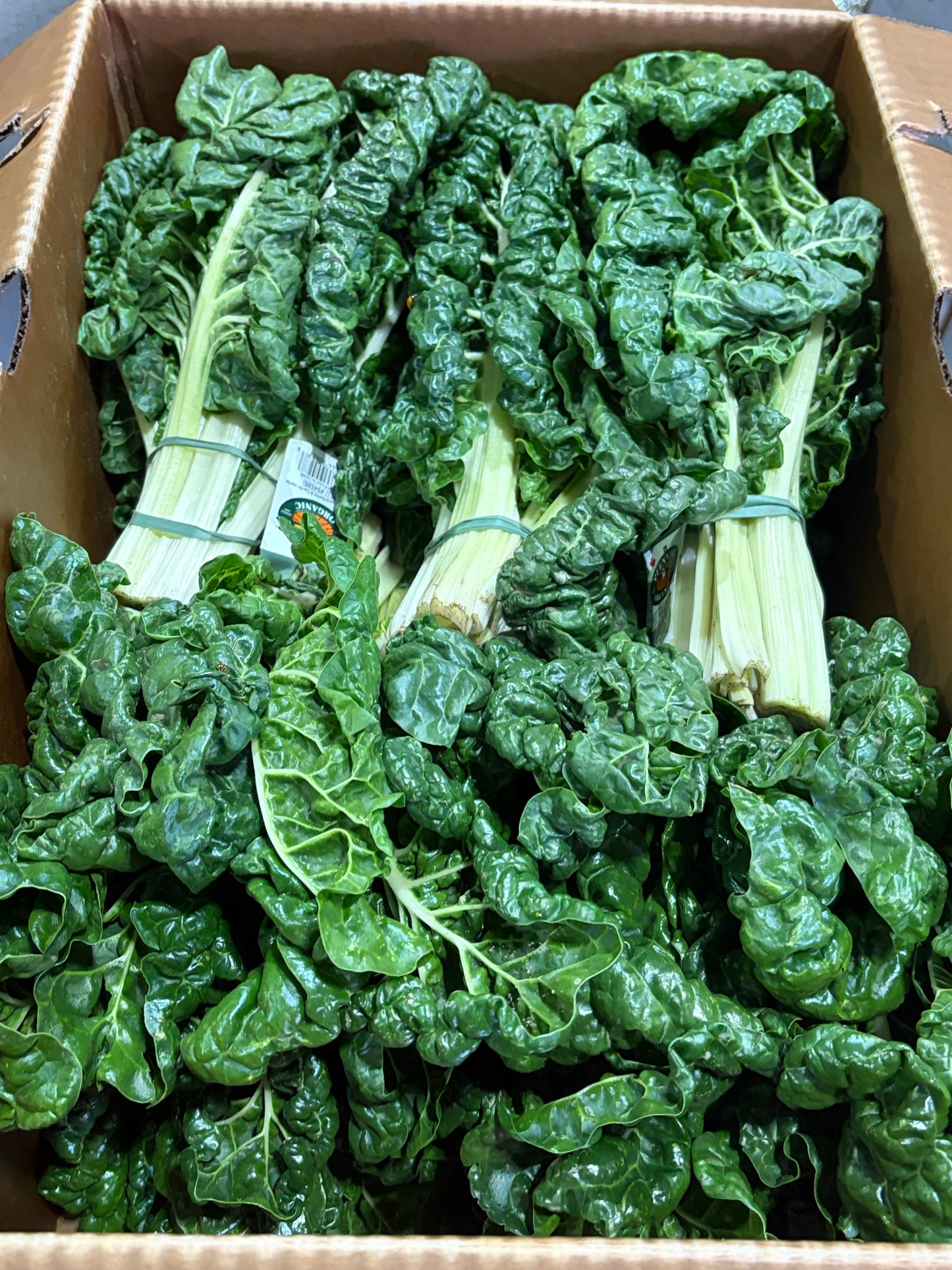 Green Swiss Chard