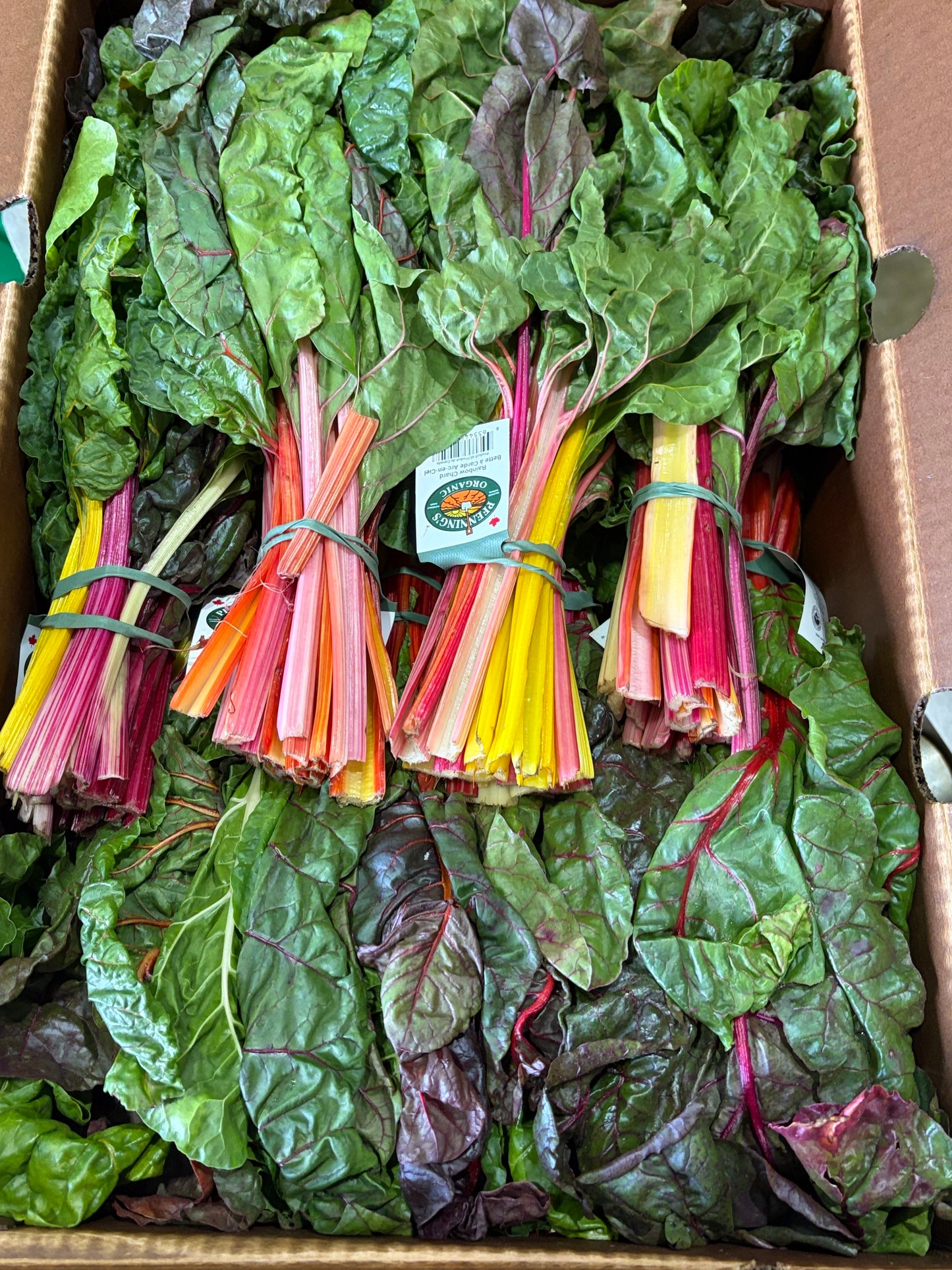 Rainbow Chard