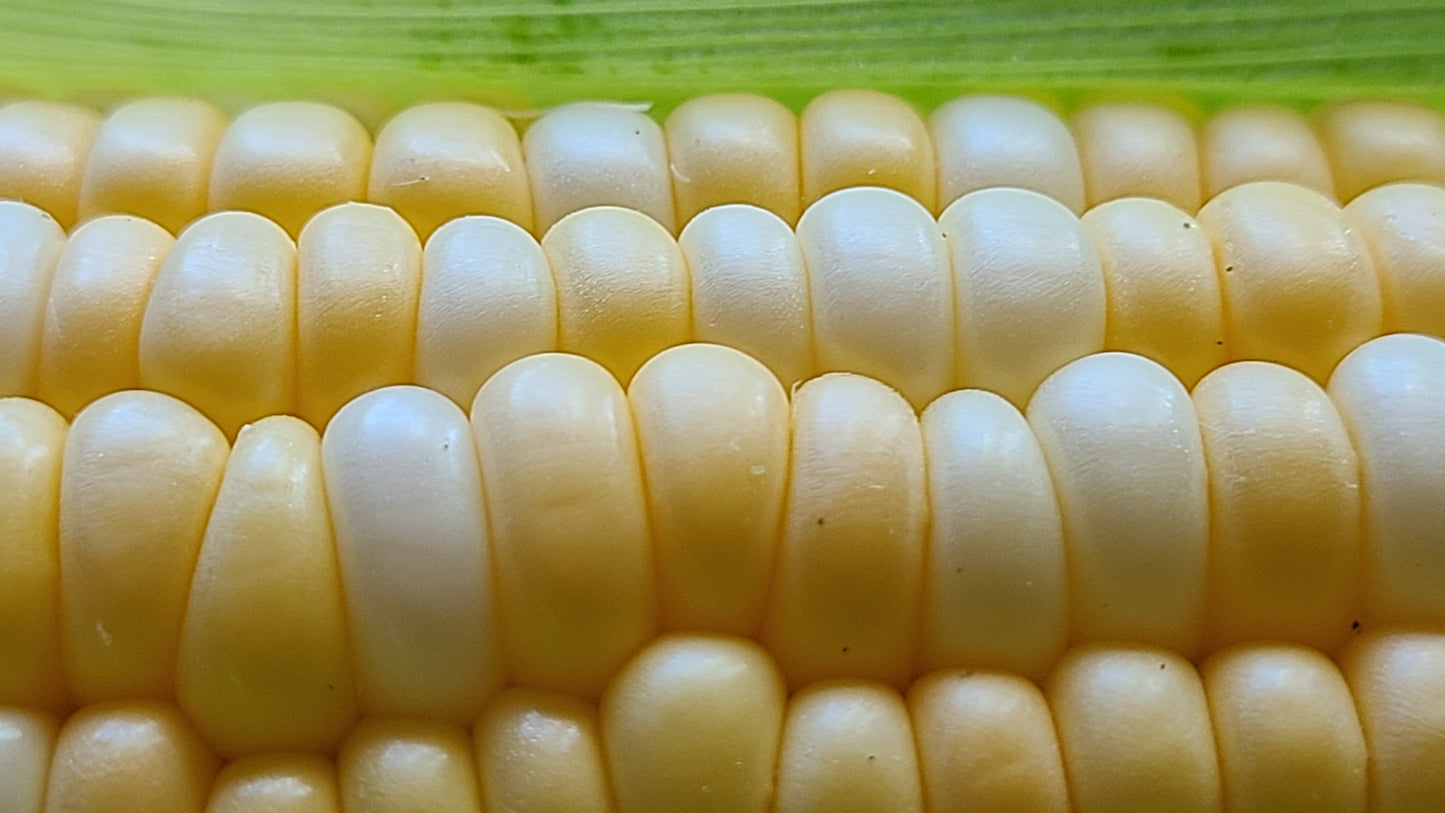 Sweet Corn