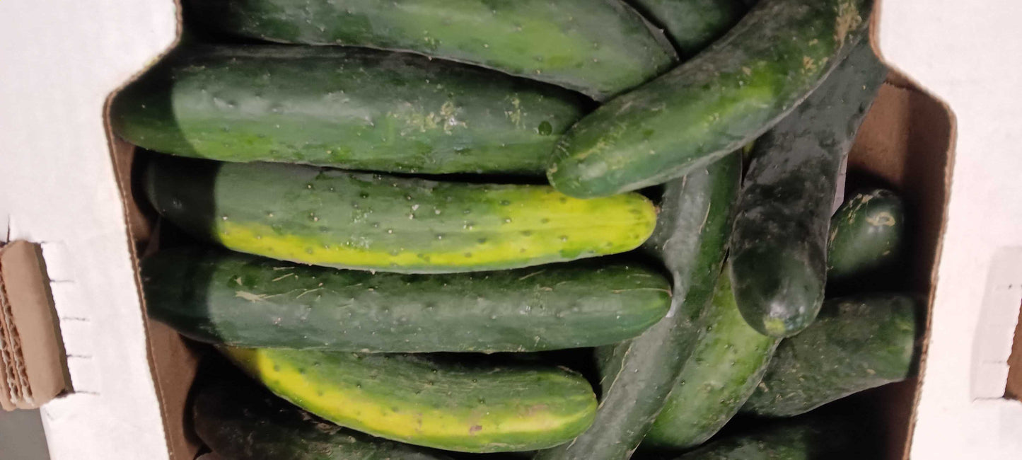 Field Cucumbers