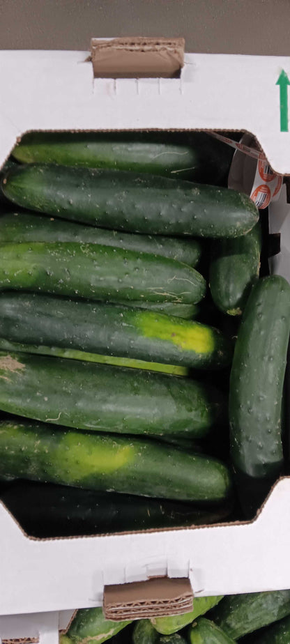 Field Cucumbers