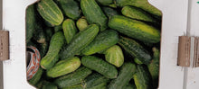 Pickling Cucumbers