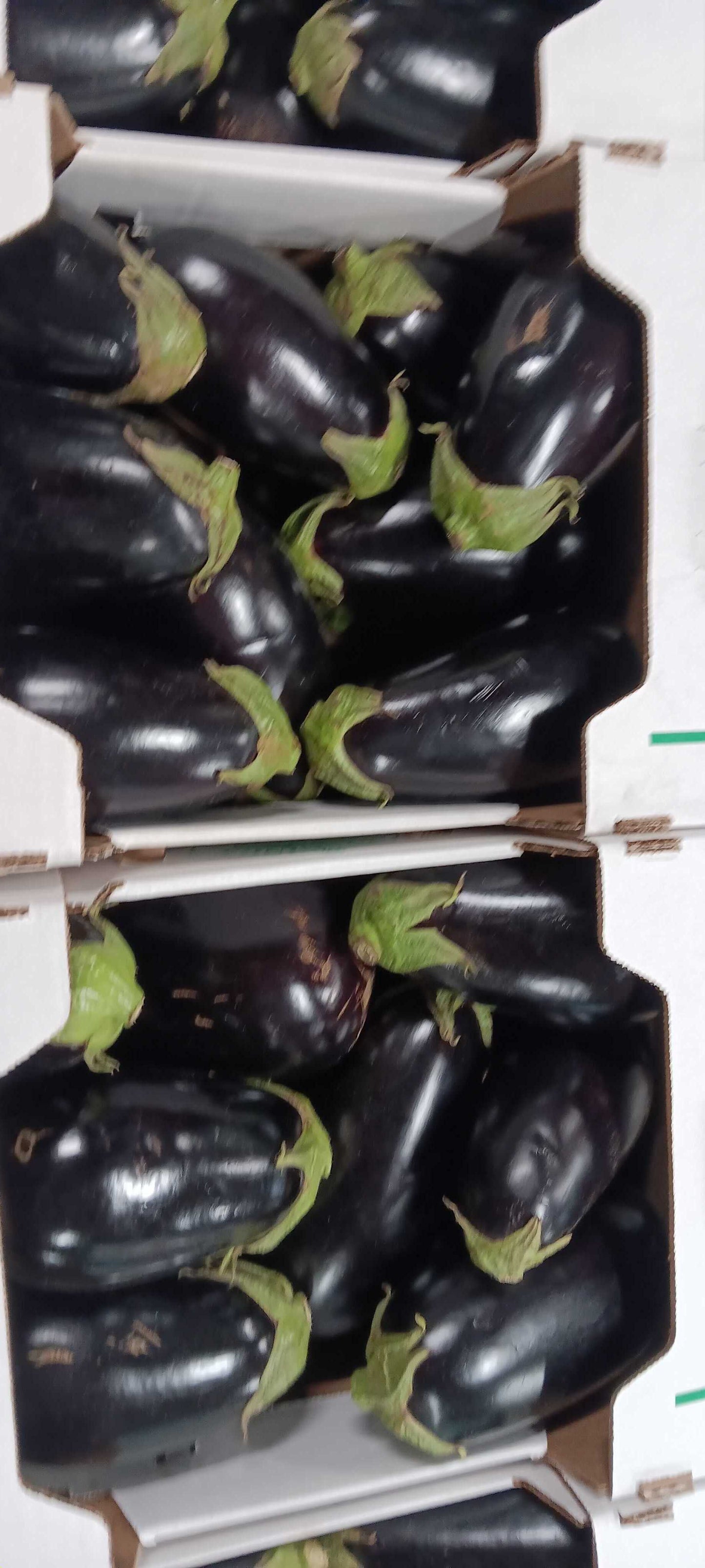 Eggplant