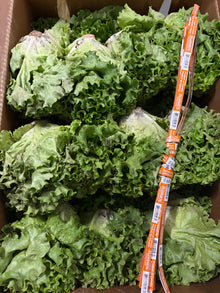Green Leaf Lettuce