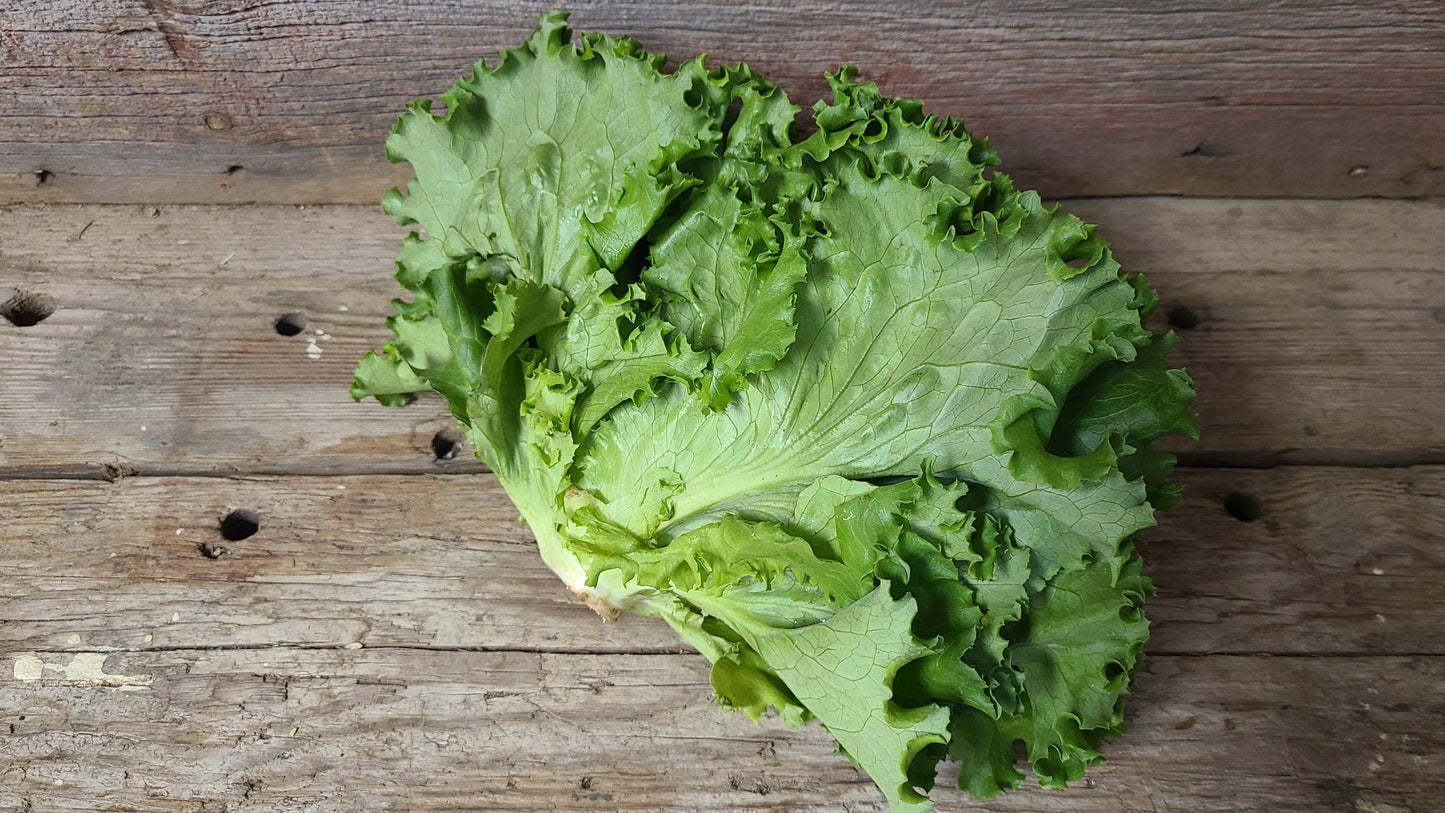 Green Leaf Lettuce