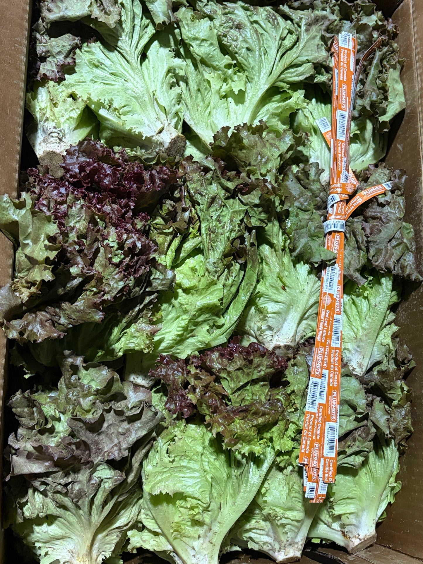 Red Leaf Lettuce