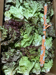 Red Leaf Lettuce