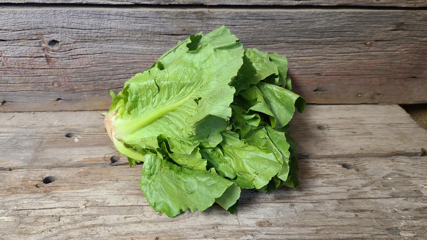 Romaine Lettuce