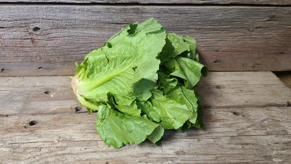 Romaine Lettuce