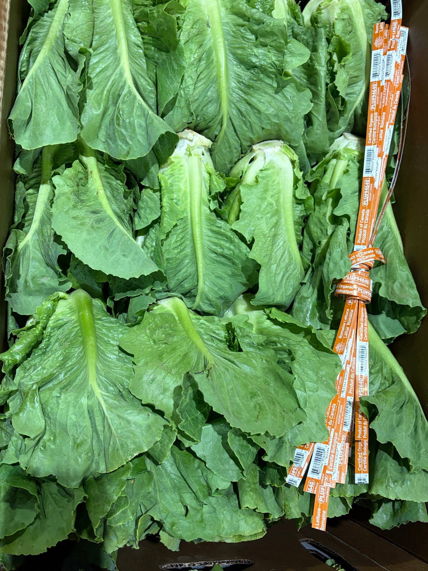 Romaine Lettuce