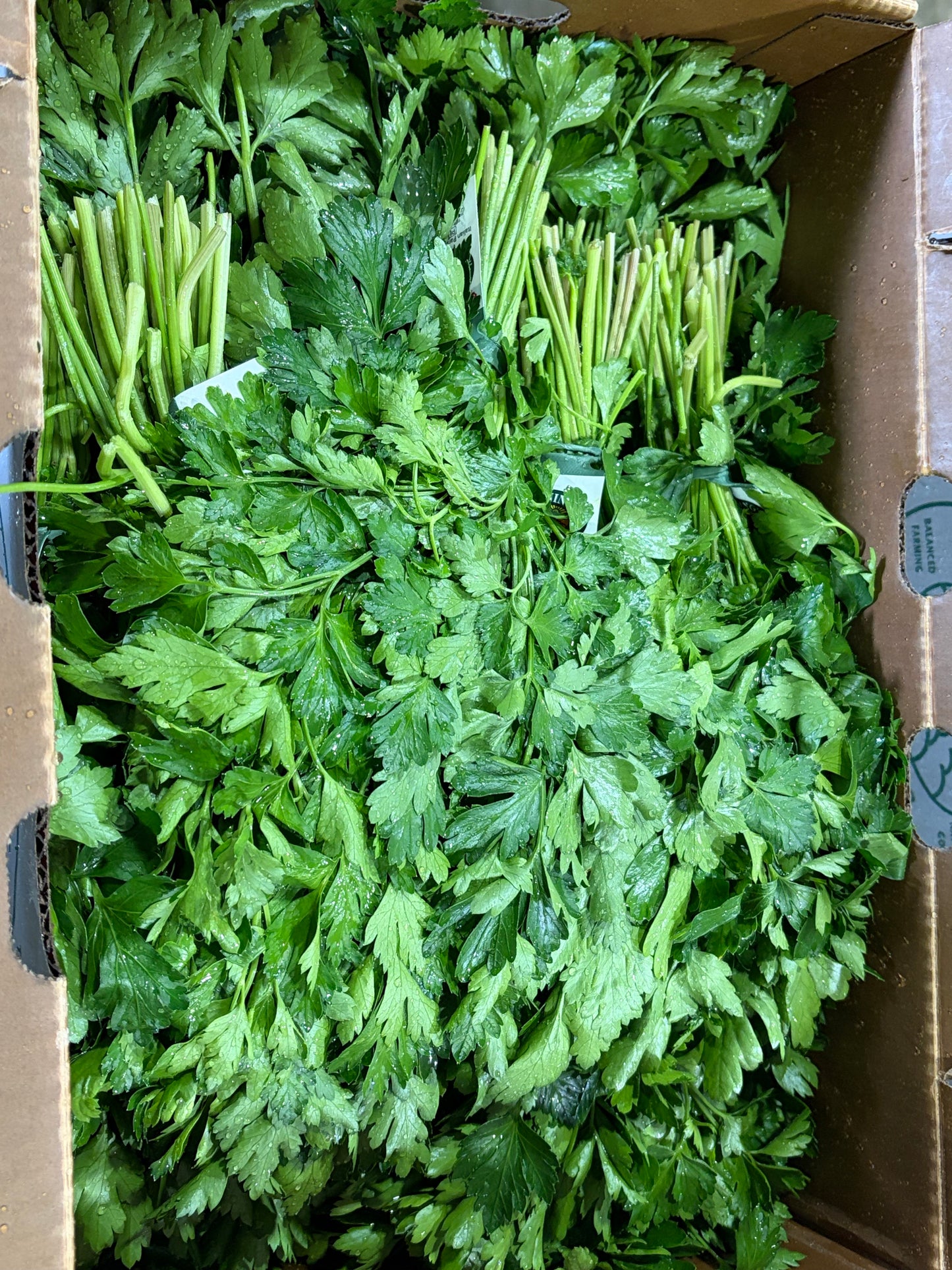 Italian Parsley