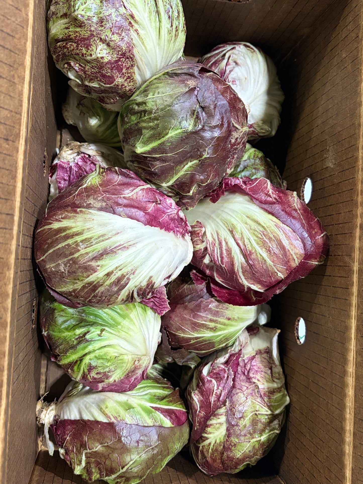 Radicchio