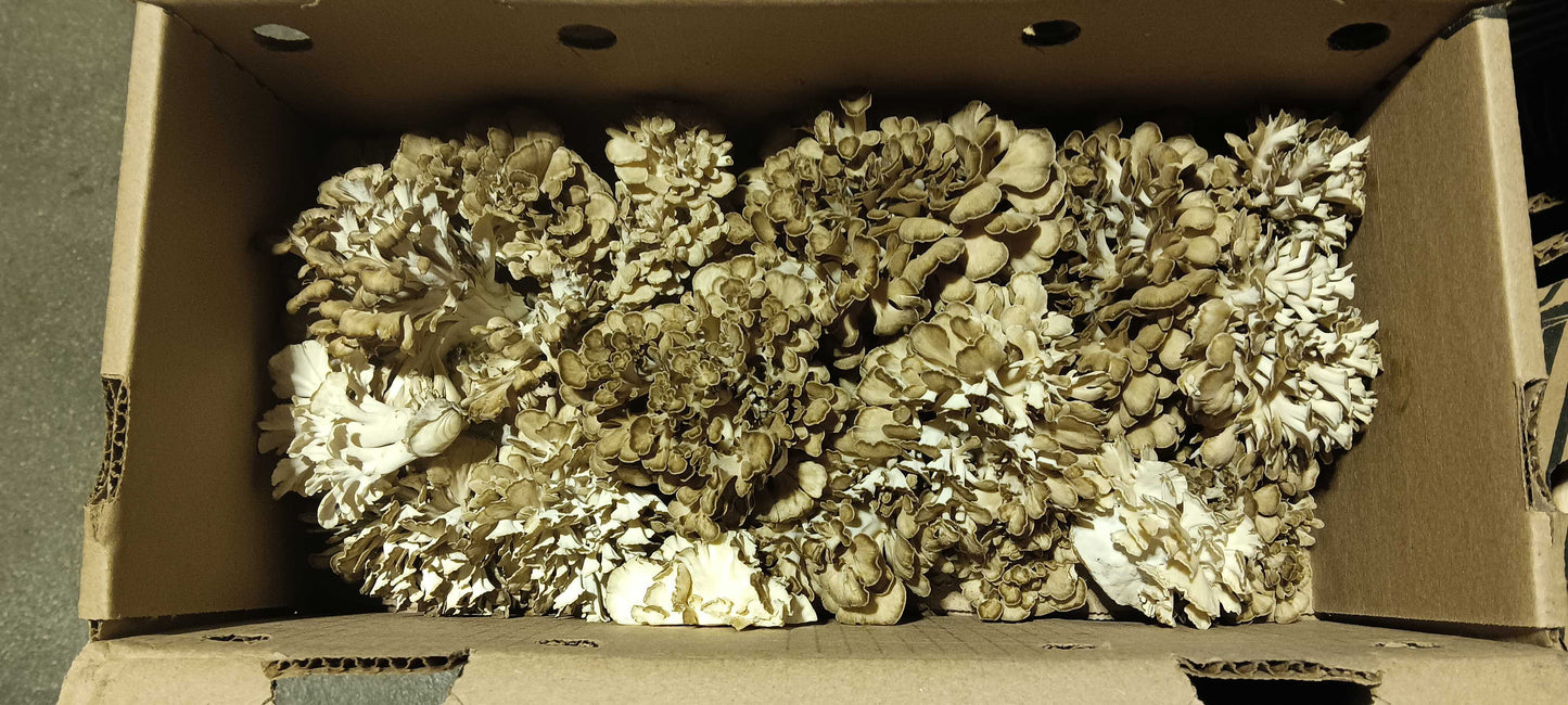 Maitake Mushrooms