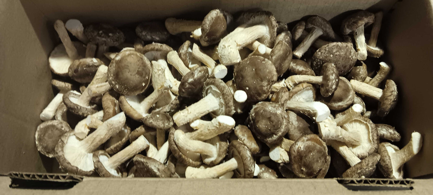 Shiitake Mushrooms