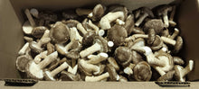 Shiitake Mushrooms