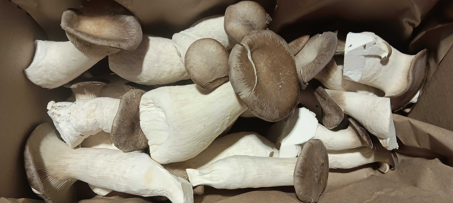 King Oyster Mushrooms