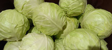 Green Cabbage