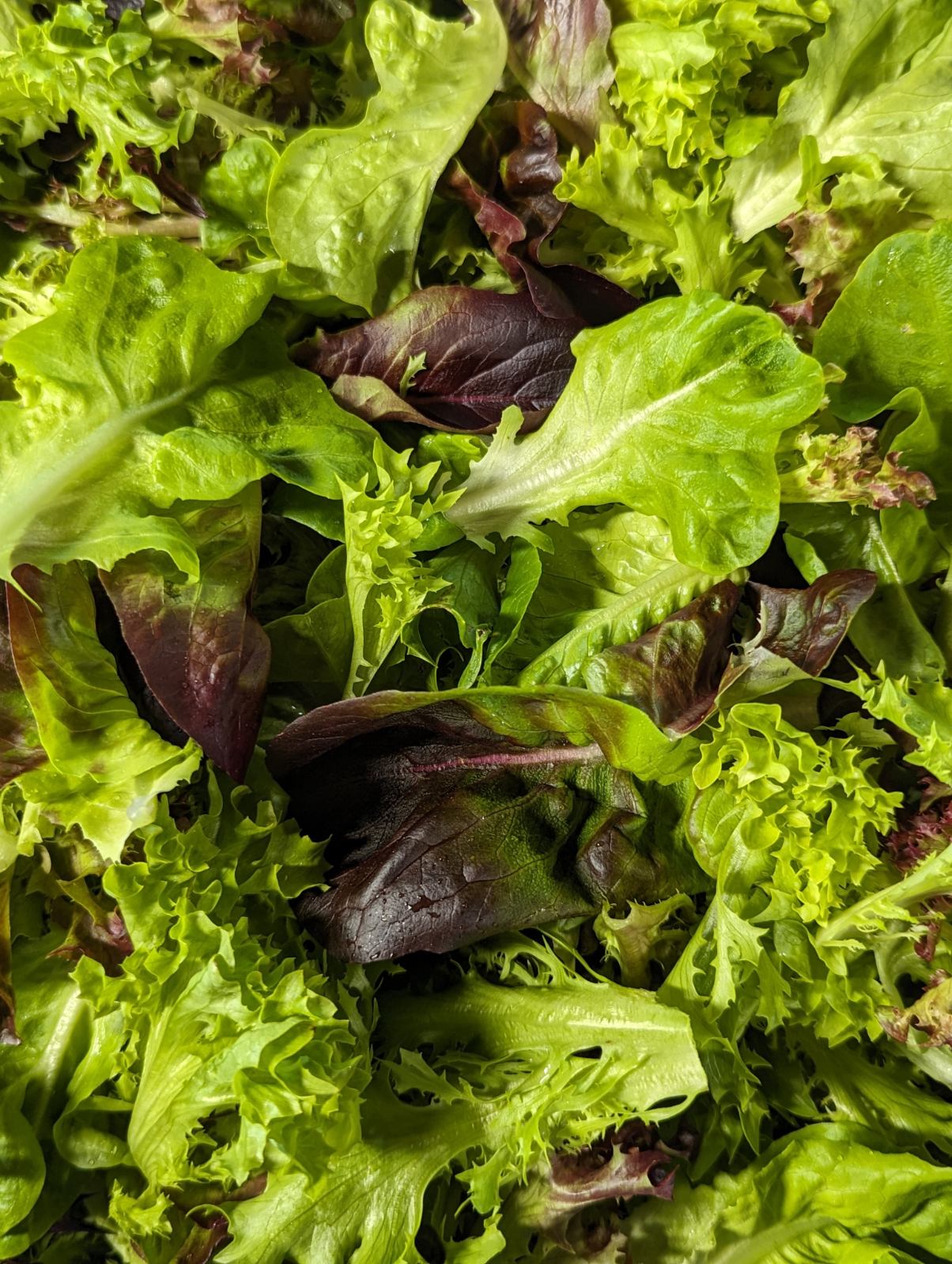 Organic Salad Mix