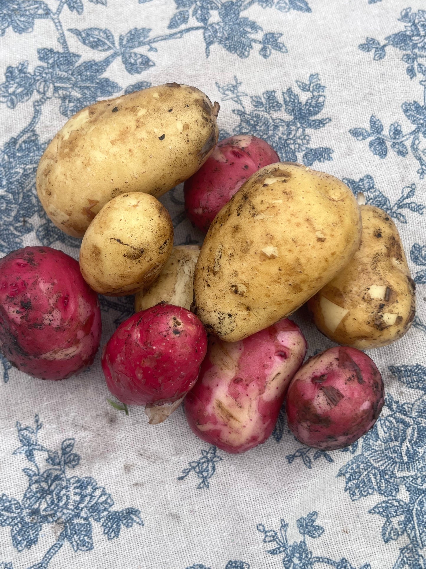 Organic New Potatoes - Mixed - 1lb
