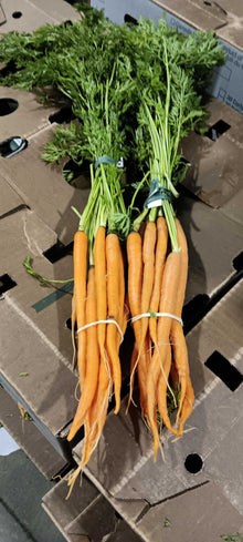 Bunched Carrots