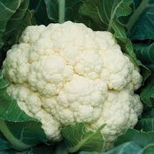 Organic Cauliflower - White (Head)