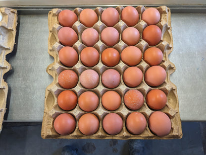 Medium Brown Eggs - Case of 180