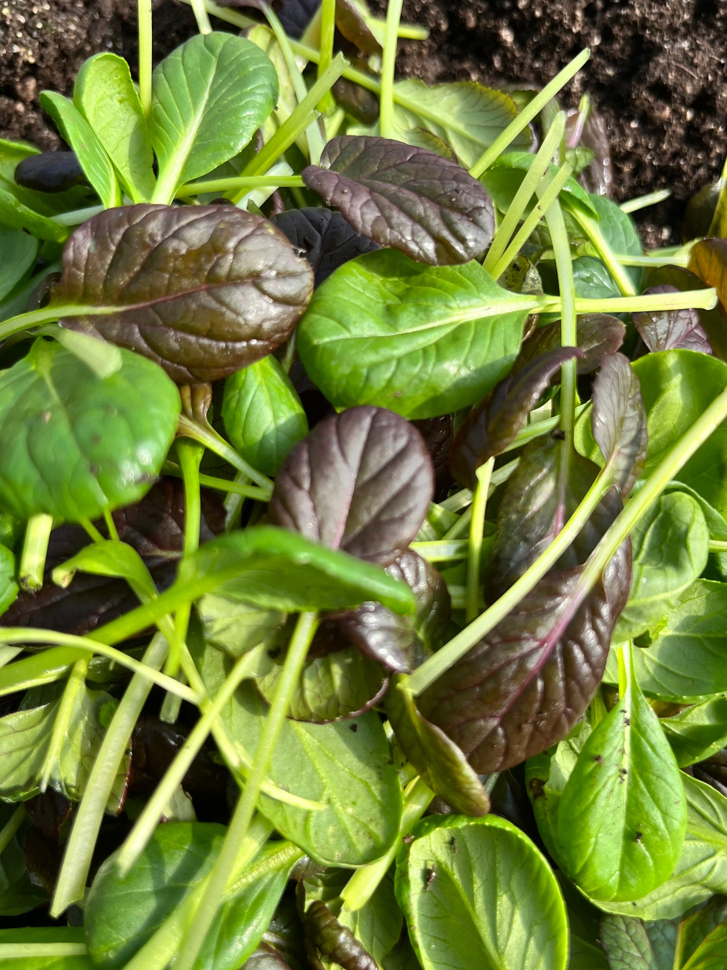 Organic Greens - Baby Tat Soi Mix